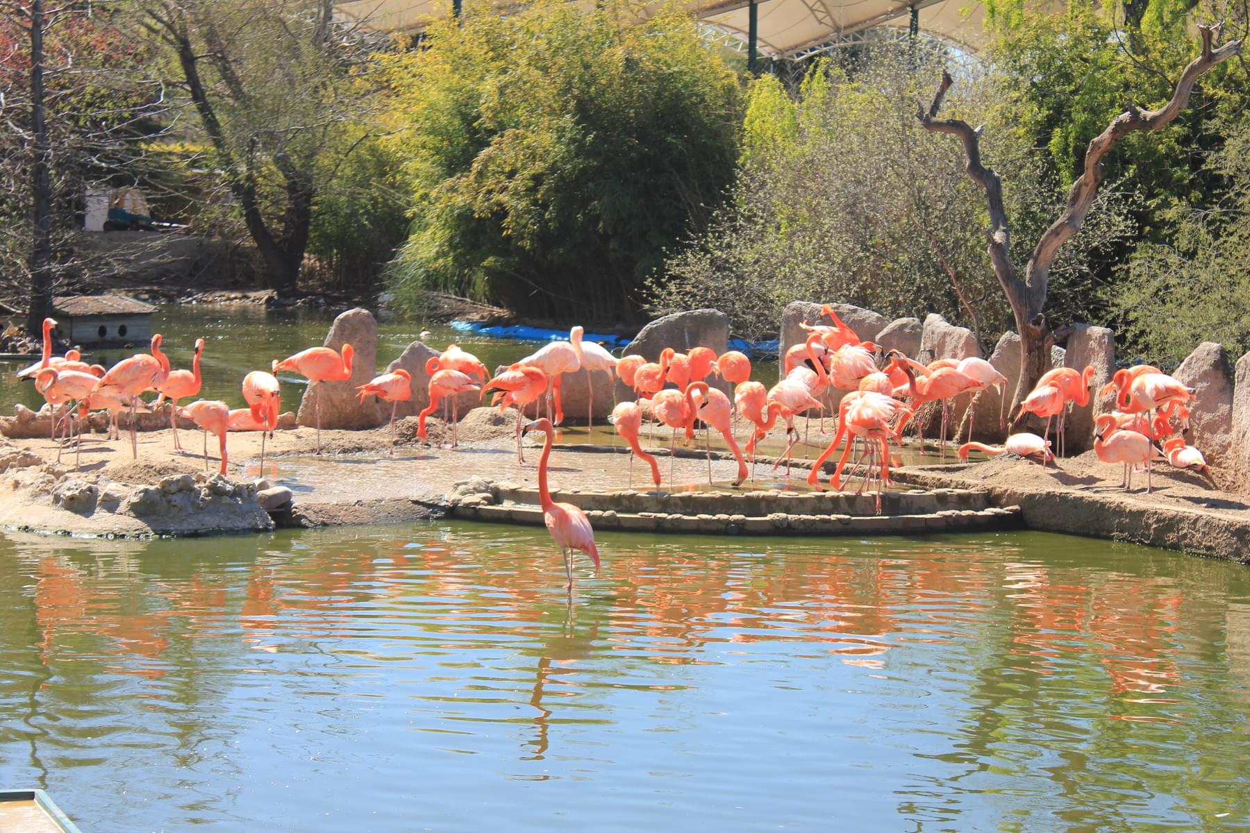 Watch the beautiful flamingoes near lake