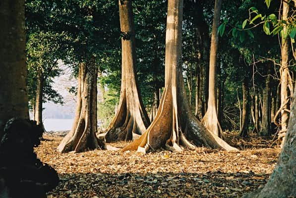 Explore the Dense Forest Trails