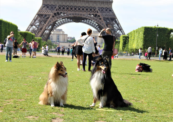 Paris has more dogs than children