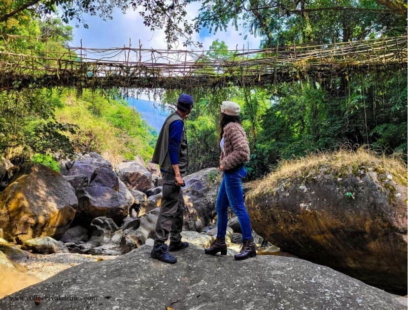 Trek Through the Lush Greenery