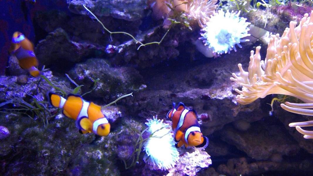 You will be mesmerized to see the colourful fishes passing by you as you walk along the aquarium
