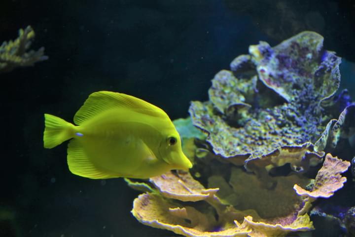 july 4th new york aquarium tickets