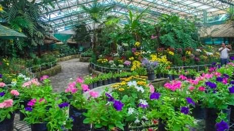 Learn About Sikkim’s Flora