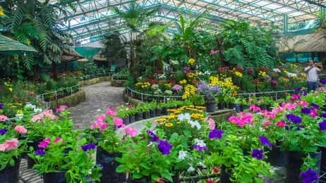 Learn About Sikkim’s Flora