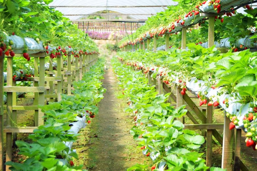 Genting Strawberry Leisure Farms