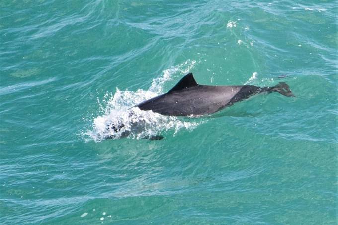 Harbour Porpoise