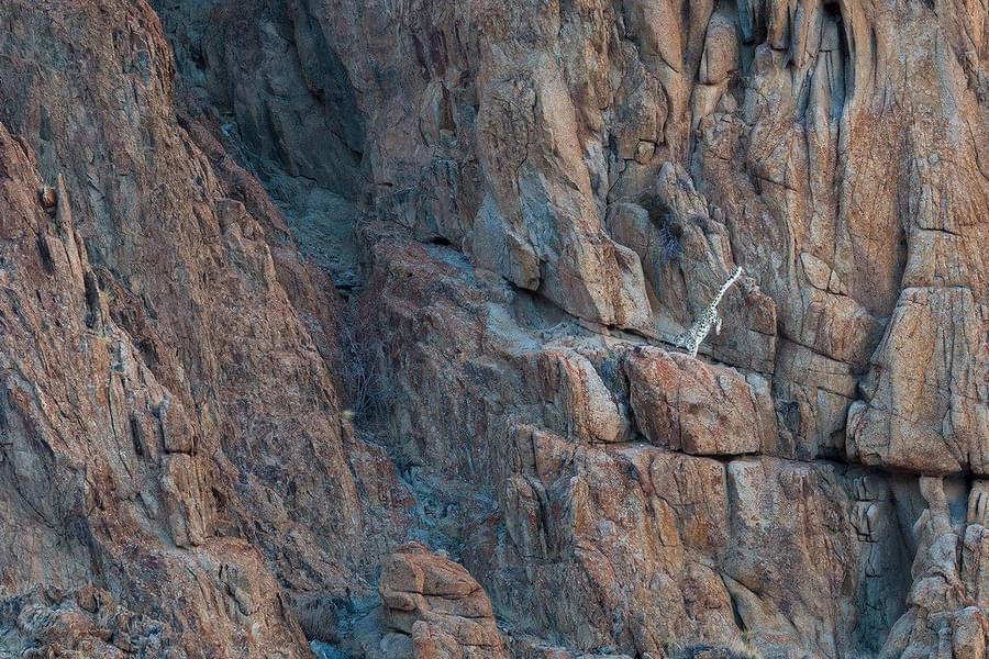 snow leopard trek