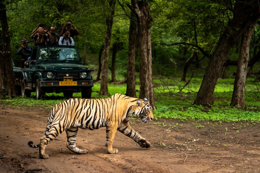 Explore Jaipur & Ranthambore | From Fortresses to Wildlife Image