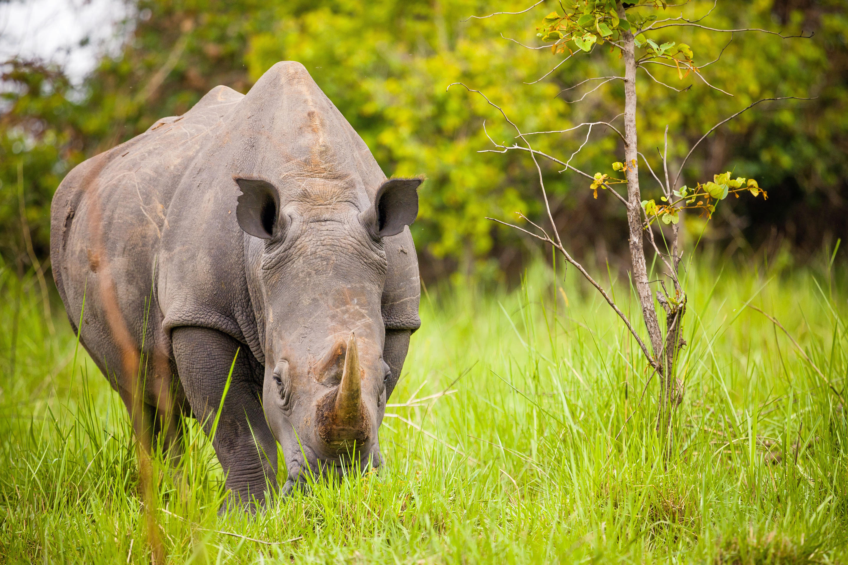 Ziwa Rhino Sanctuary Overview