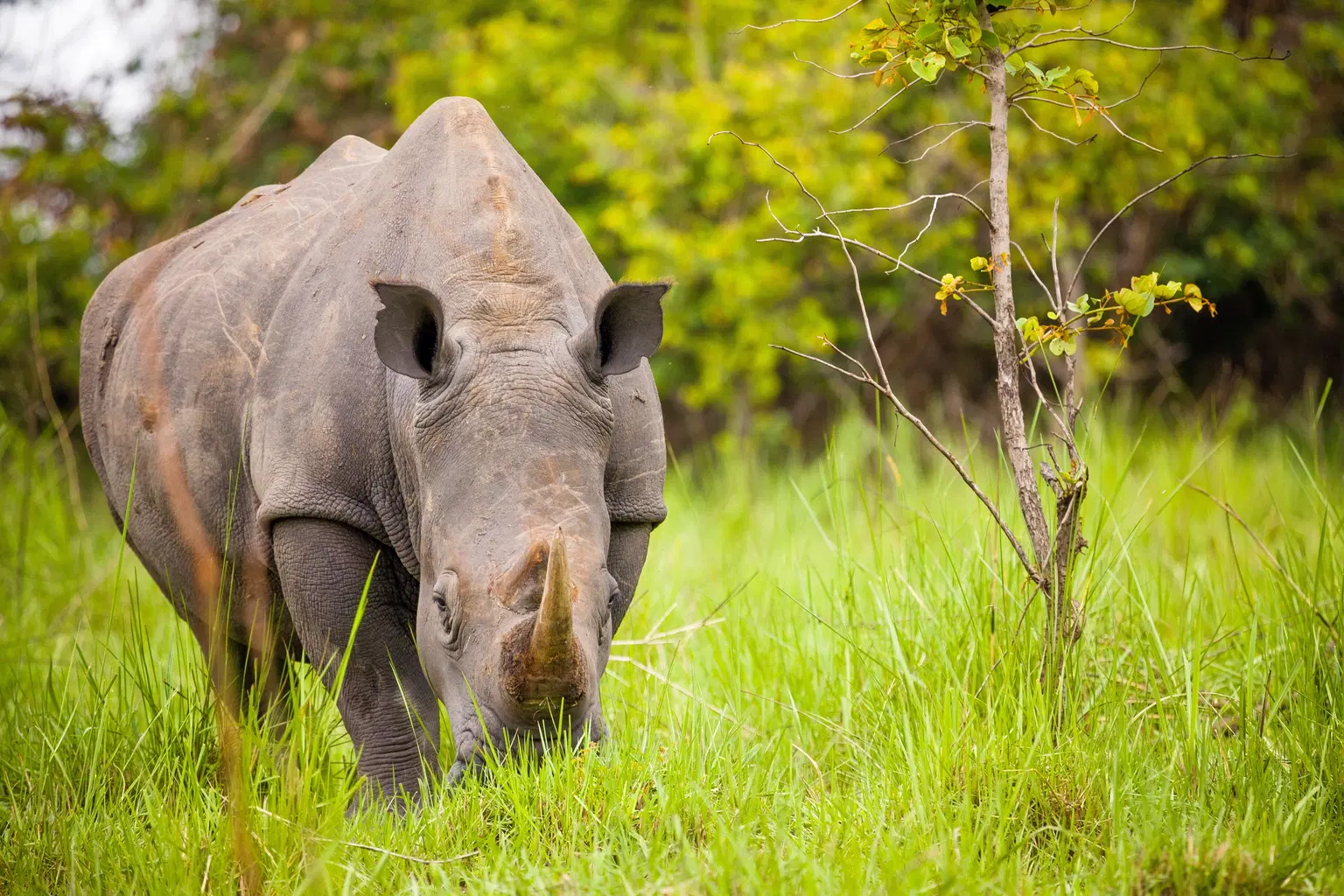 Ziwa Rhino Sanctuary
