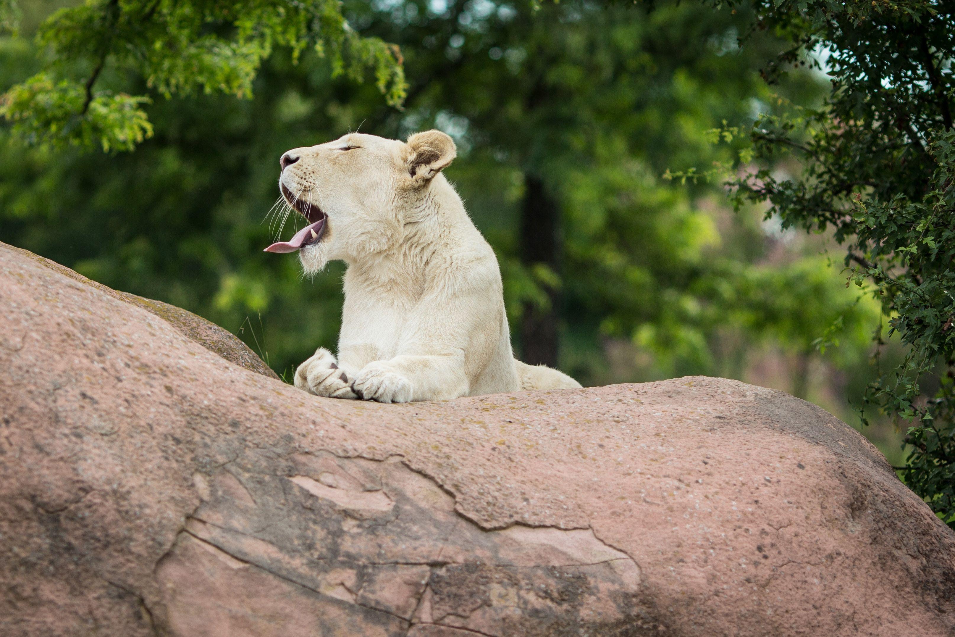 Toronto Zoo