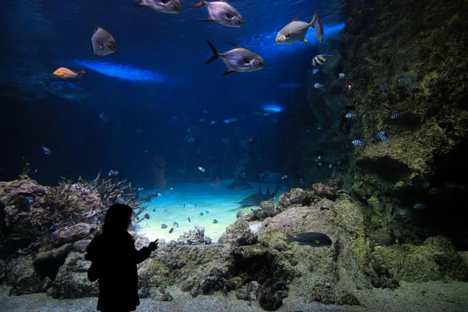 Crocosaurus Cove, Darwin