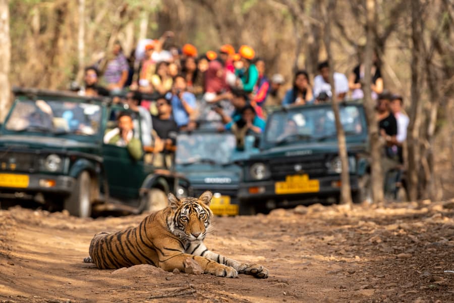 Valmiki Tiger Reserve Jeep Safari Image