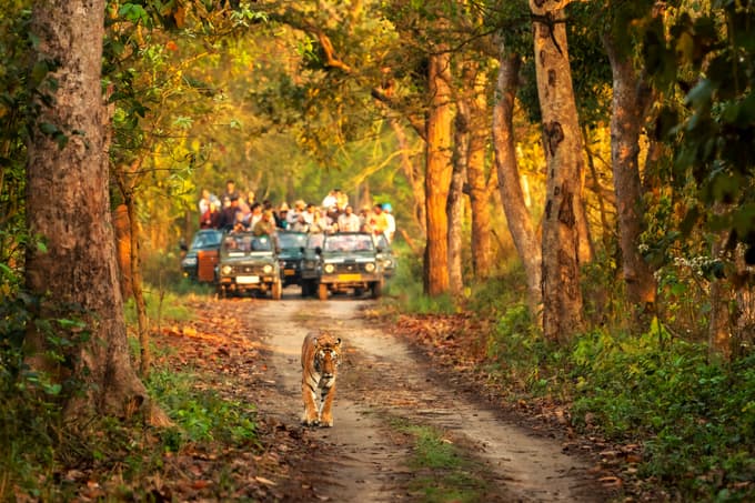 Safari at Jim Corbett