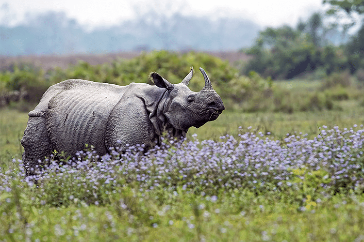 One horned Rhinoceros at Kaziranga 