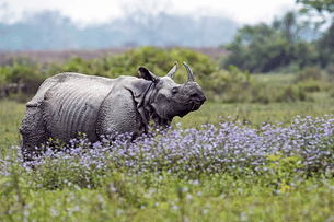 One horned Rhinoceros at Kaziranga 