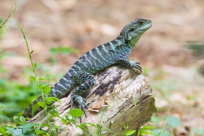 Eastern Water Dragon