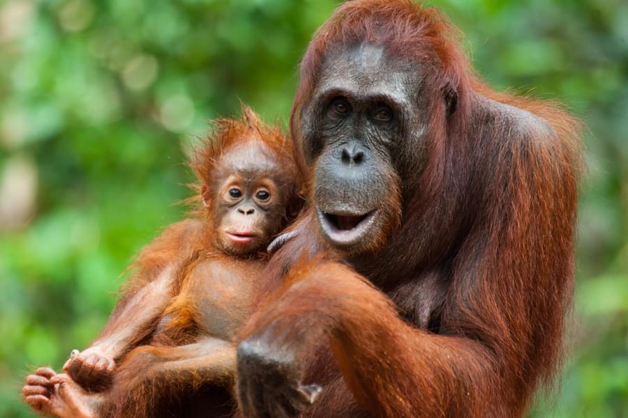 Encounter the playful antics of the orangutans, showcasing their intelligence and curious nature