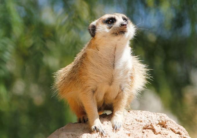 Meerkats in Melbourne Zoo