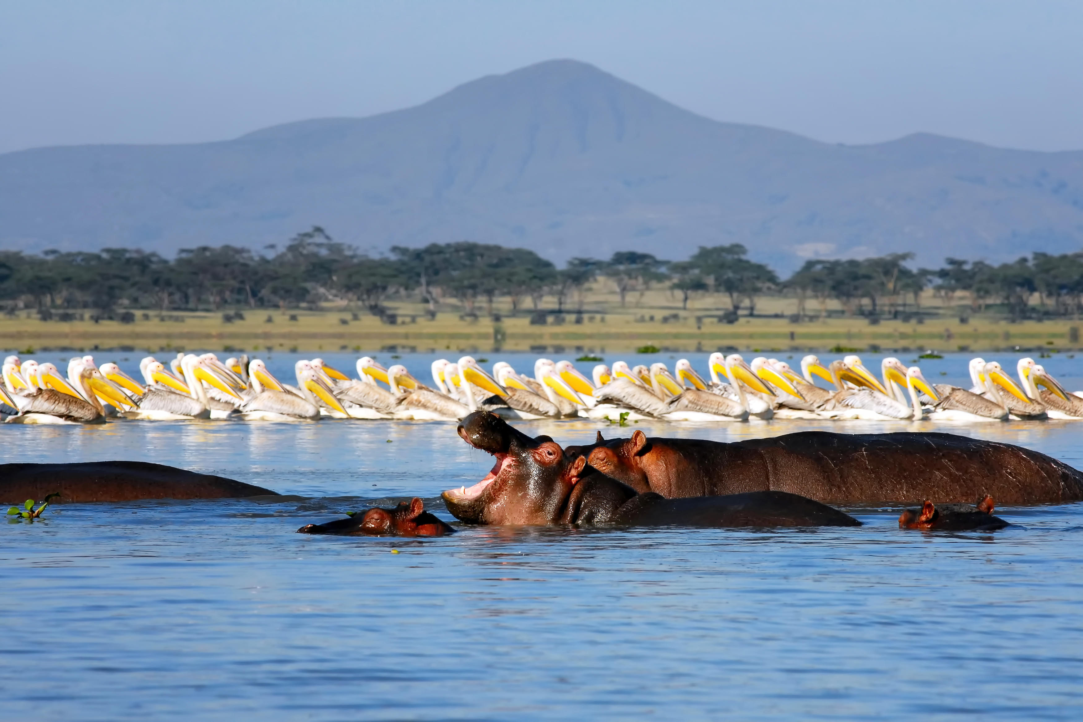 Naivasha Tour Packages | Upto 40% Off