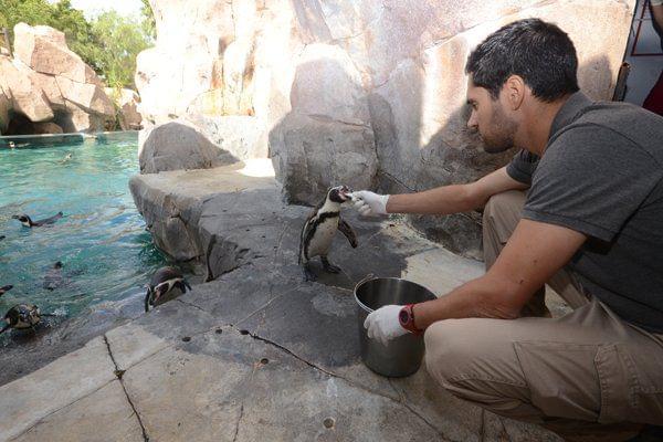 Zoo keeper feeding the penguin
