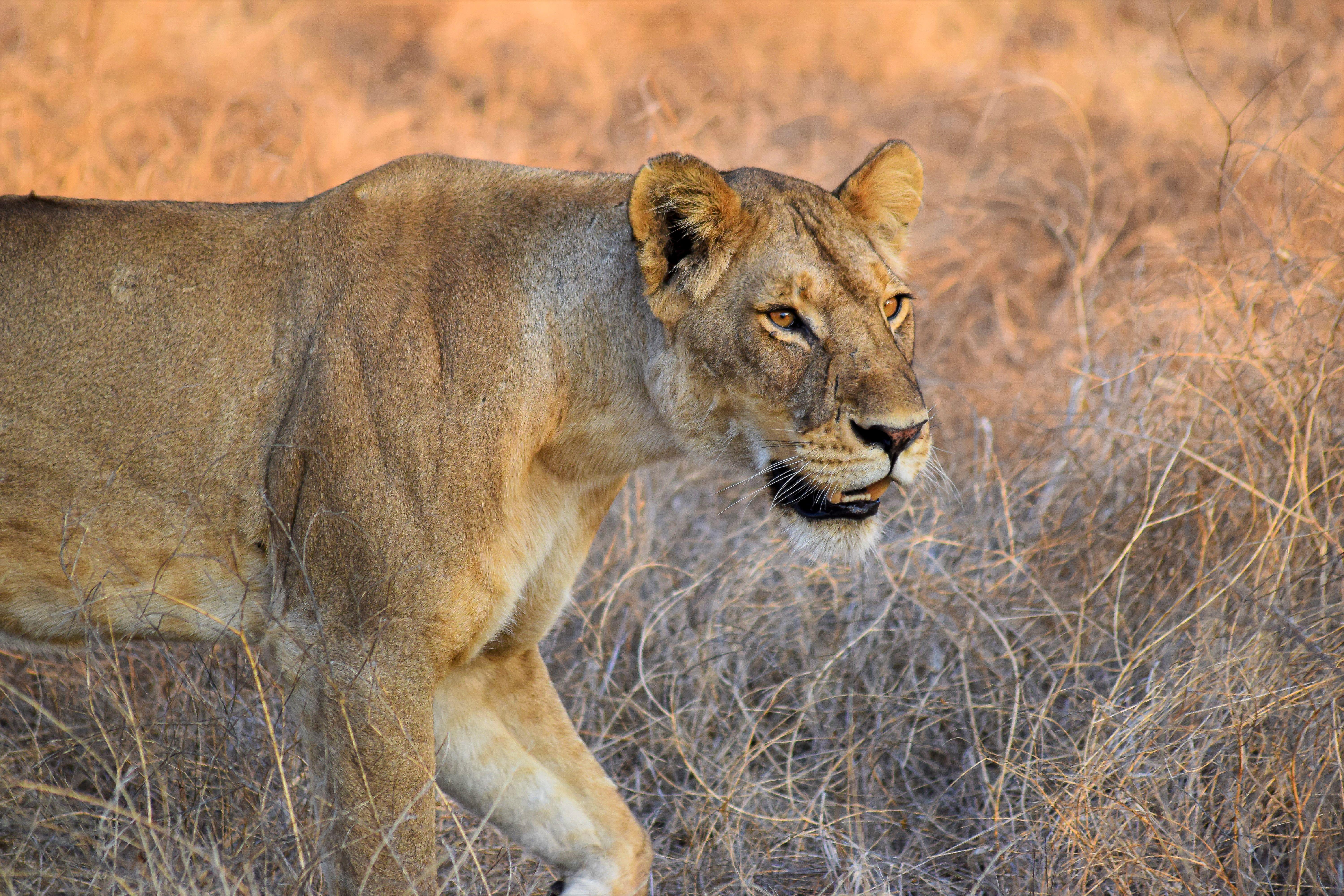 Ruaha national park