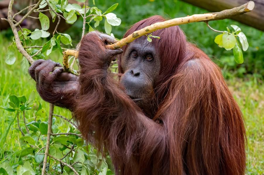 Auckland Zoo Tickets Image