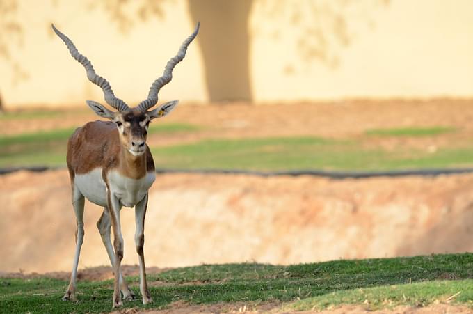 Al-Ain Zoo