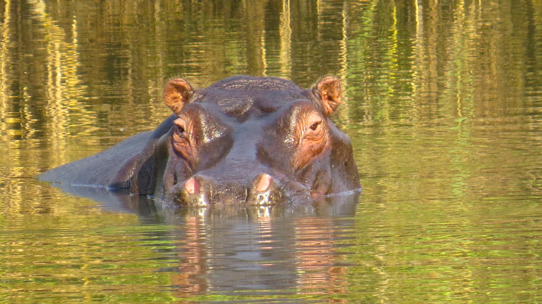 Hippo Aquarium