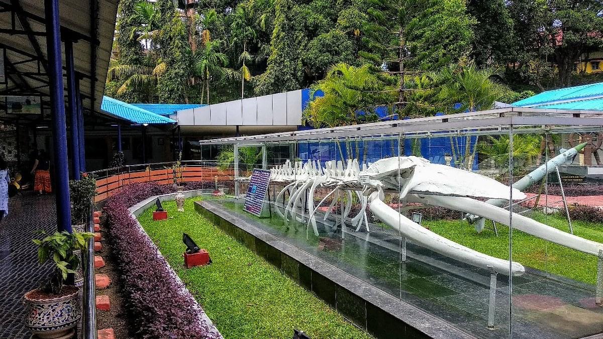 Visit the Informative Forest Museum