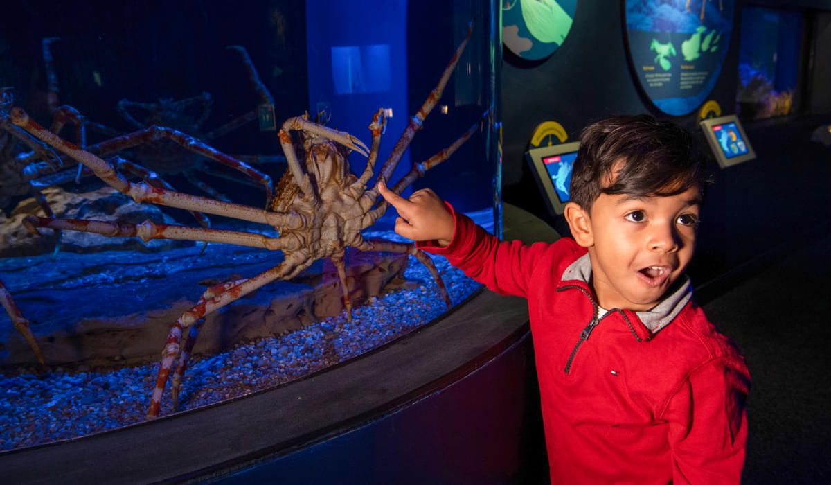Your little munchkins will be delighted to discover the undiscovered underwater animals at the aquarium. 