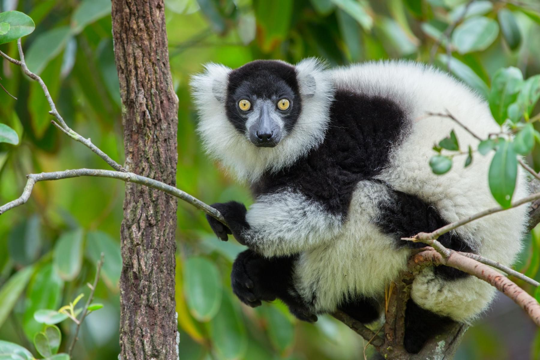  Black-and-white ruffed lemur