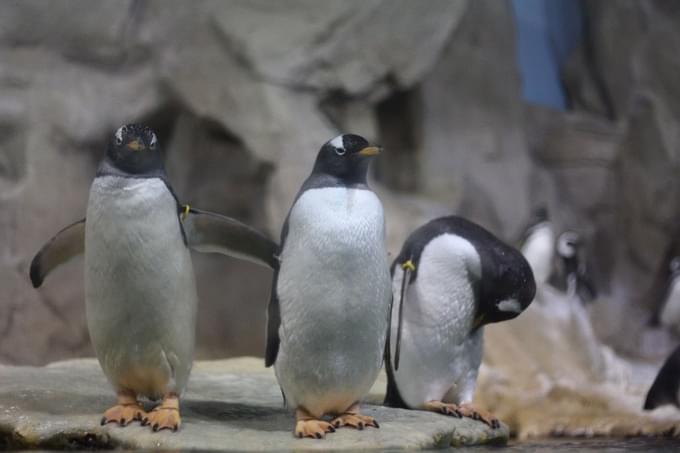 Penguins in Taipei Zoo
