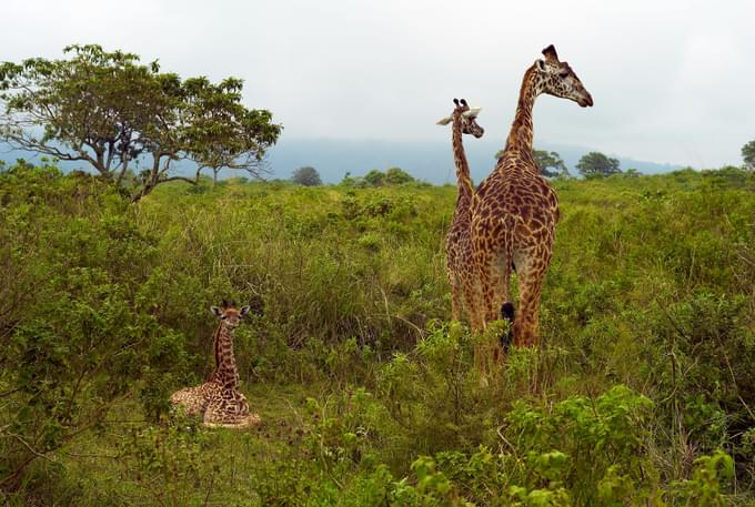 Arusha National Park