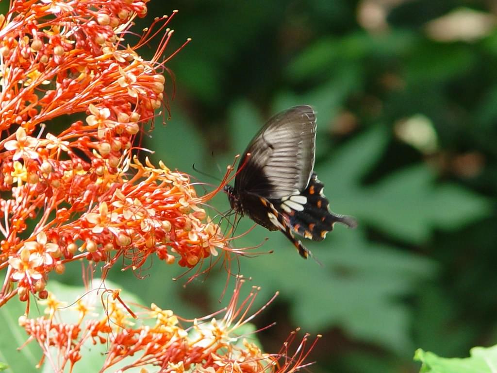 Explore flora while trekking