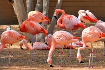 Marvel at the stunning beauty of the Chilean Flamingo