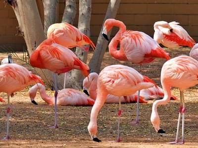 Marvel at the stunning beauty of the Chilean Flamingo