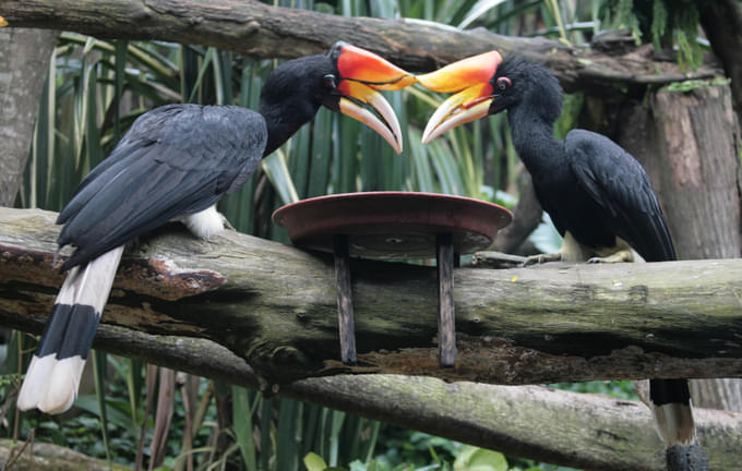 Rhinoceros Hornbill