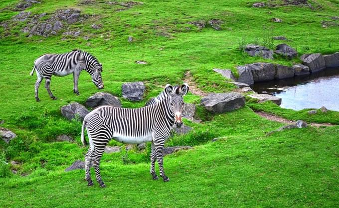 Edinburgh Zoo