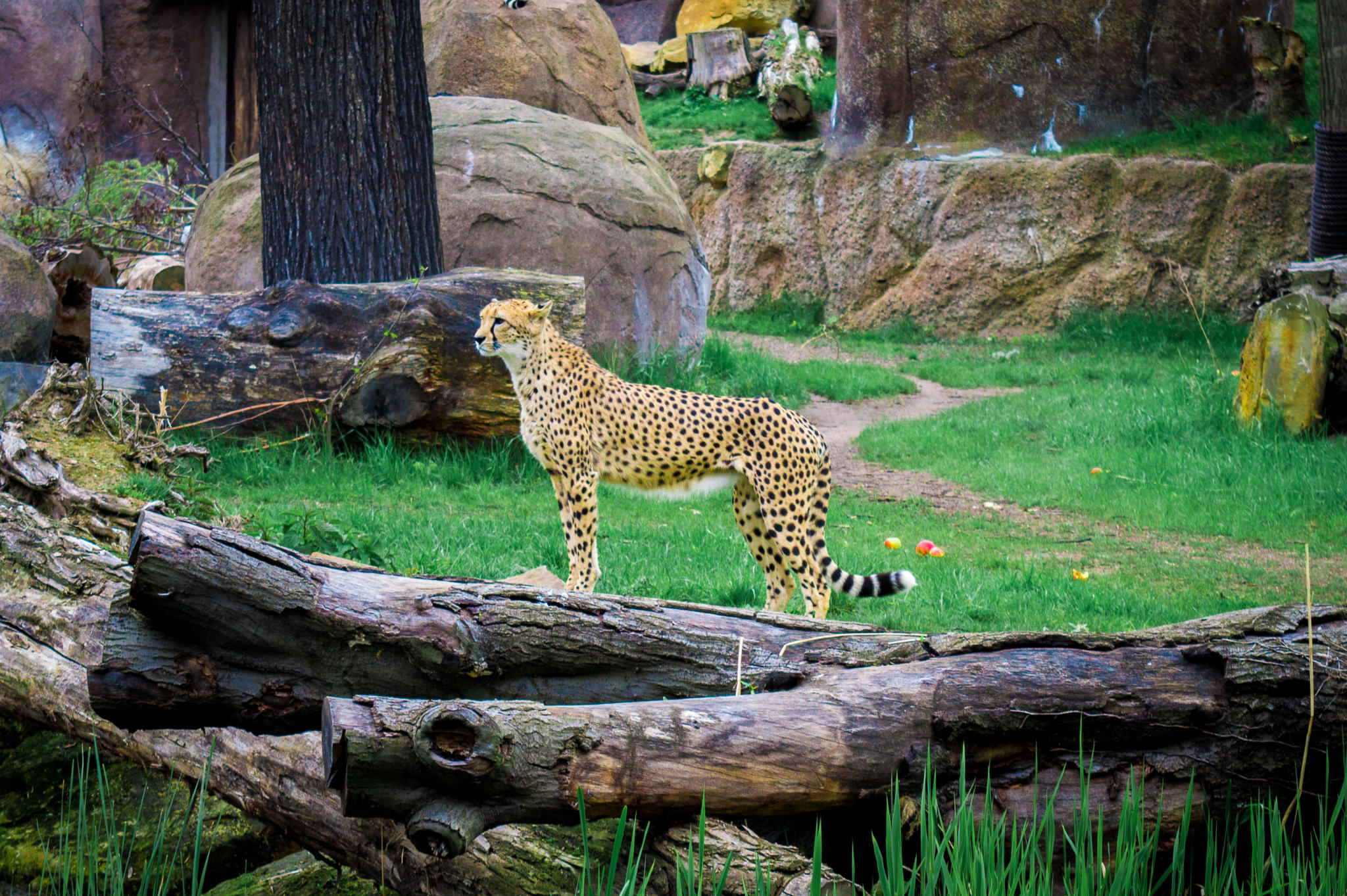 zoo leipzig giraffen restaurant