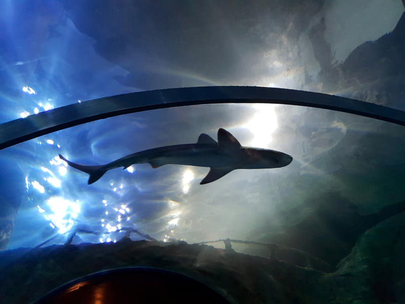 See predator sharks gliding over your head in the Shark Walk Zone