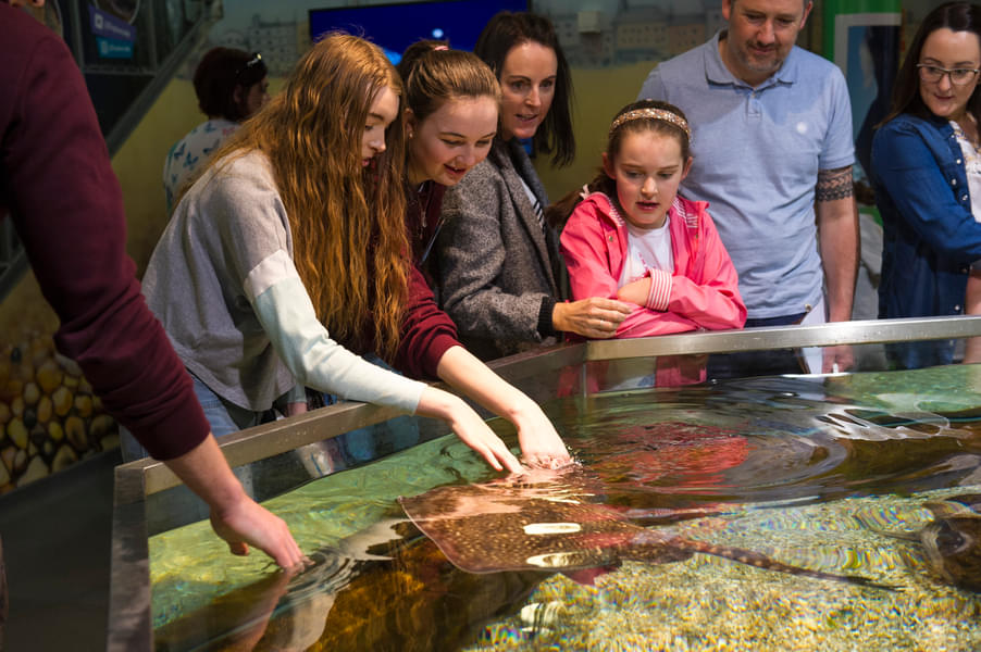 Interact with aquatic animals at the touch pool