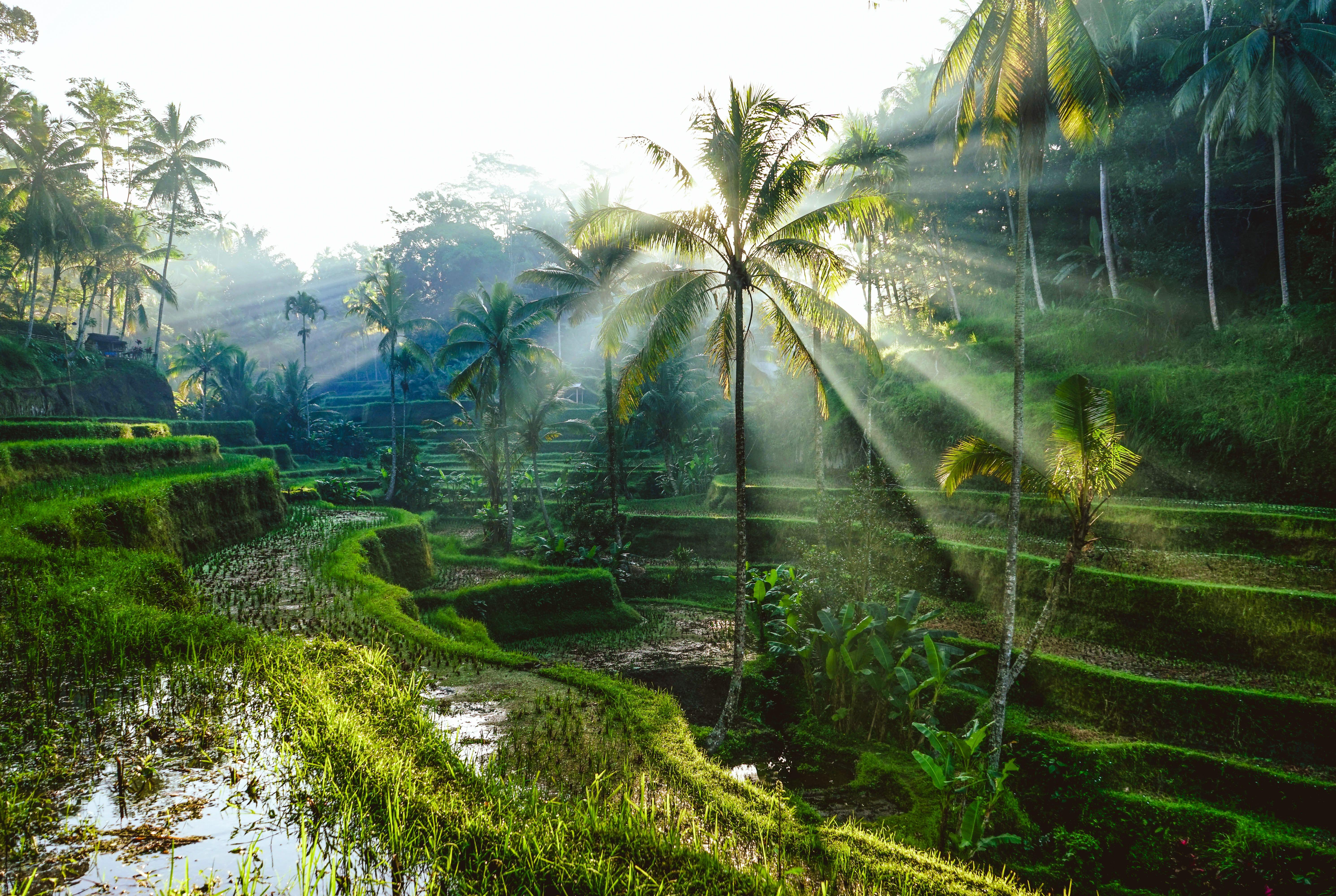 Paddy Field in Bali