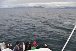 Whale Watching Tour by Speedboat