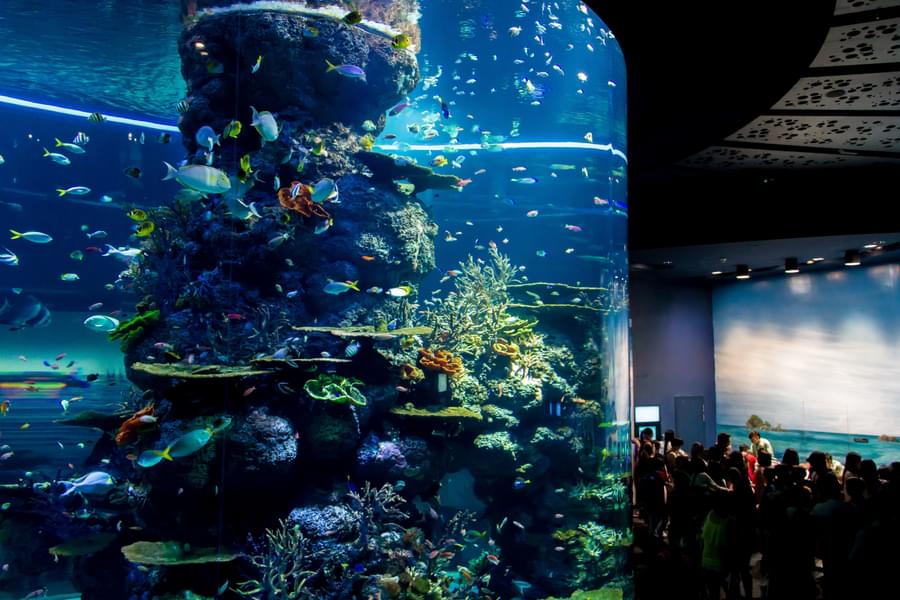 SEA Aquarium Reef