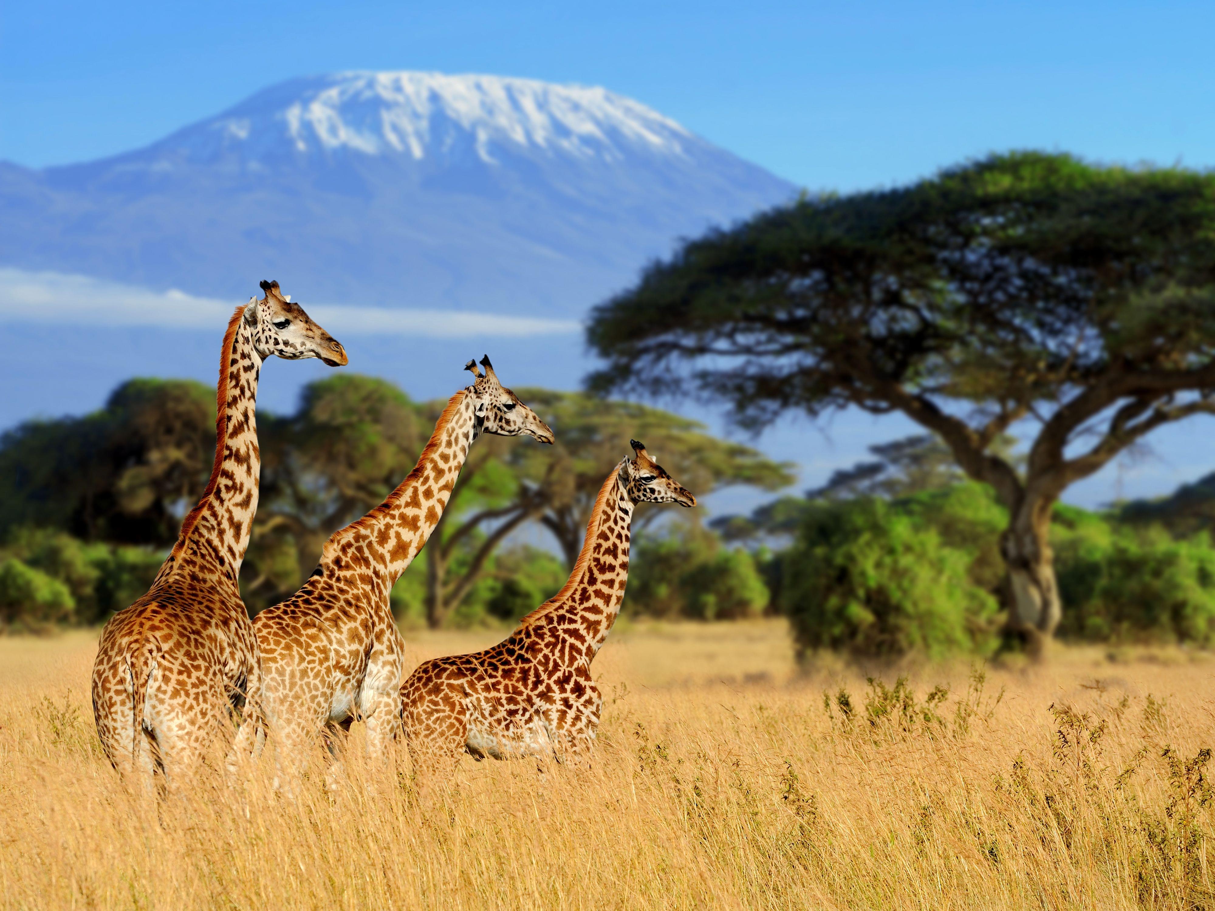 Mount Kenya National Park