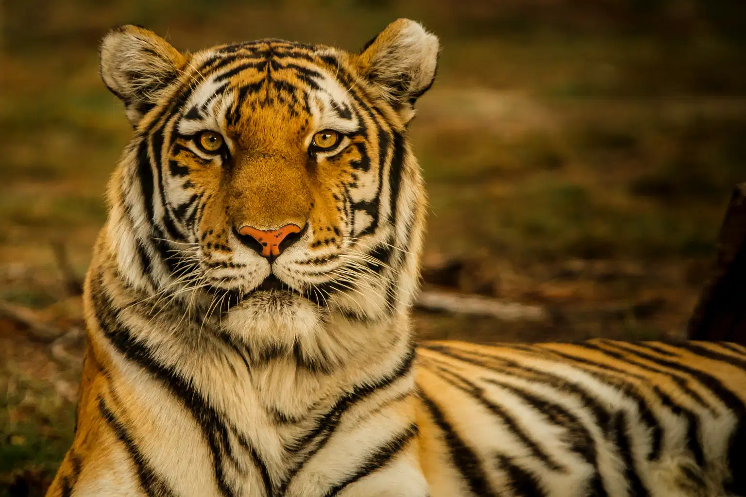 Tour to Kanha National Park
