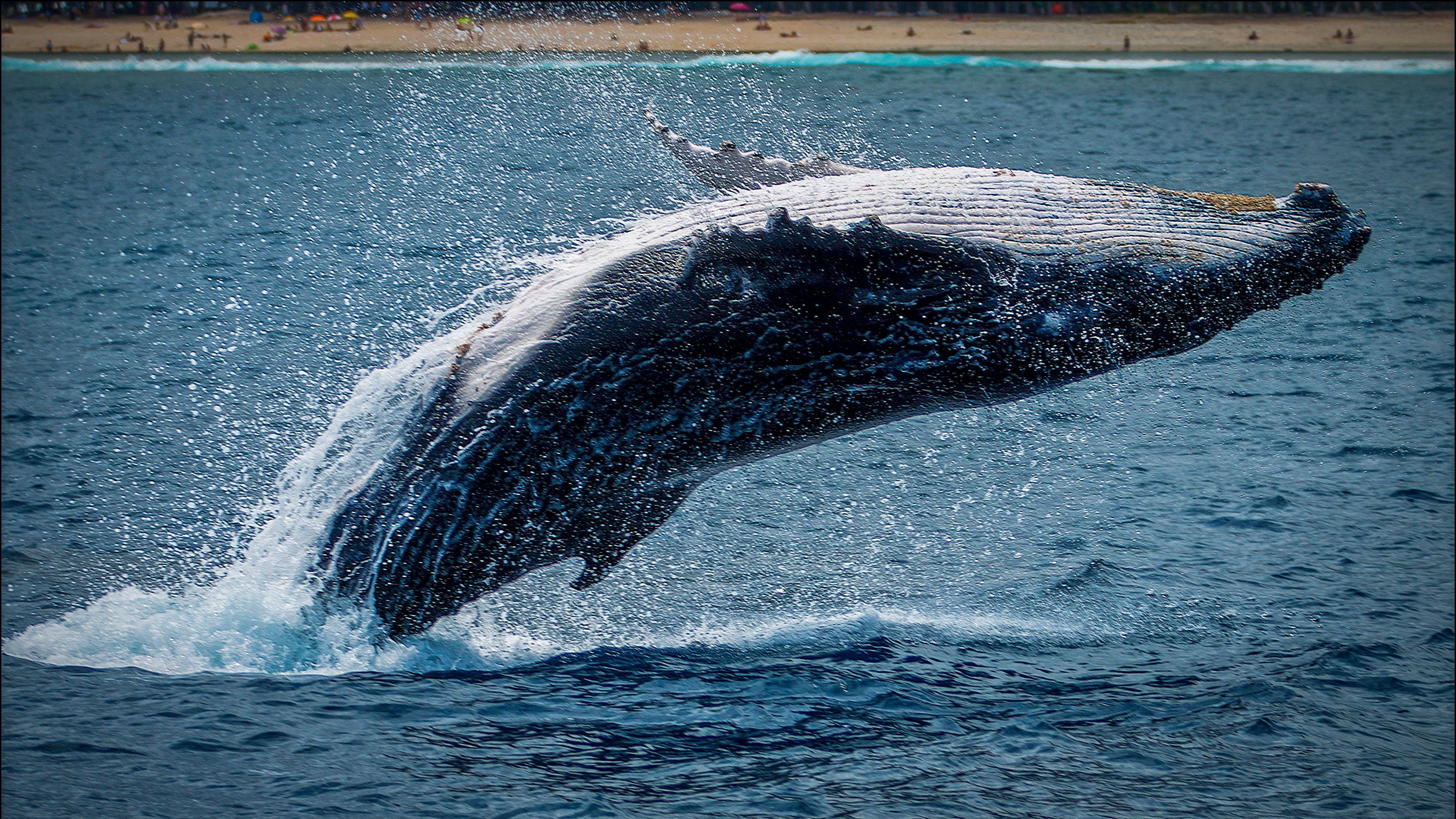 Whales in Maui Hawaii Whale Watching Tour