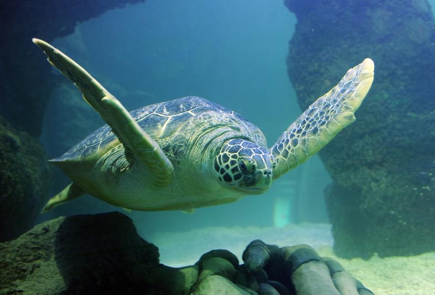Marvel at the different species of turtles at Sea Life