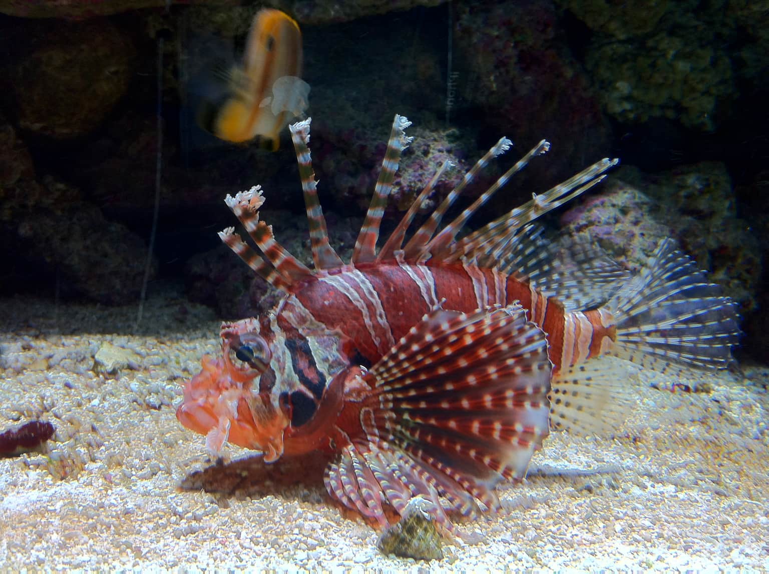 Bergen Aquarium, <em>Bergen</em>